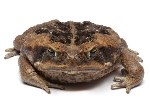 Rhinella (Bufo) marina